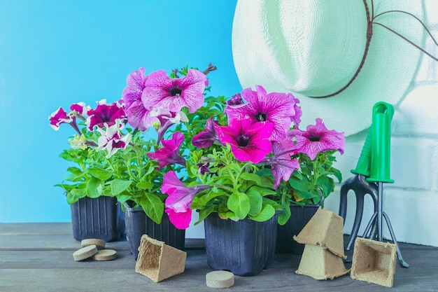 Petunienblumen, Gartenwerkzeuge und ein Strohhut auf dem Gras im Garten gegen