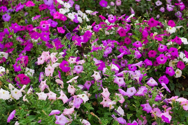 Petunienblumen im Garten