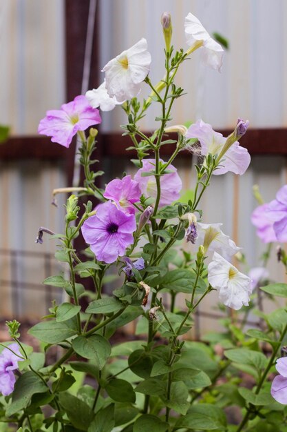 Petunienpflanze mit lila Blüten