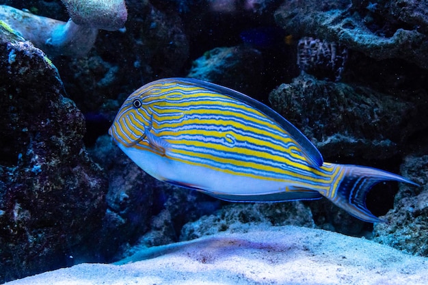 Pez Acanthurus lineatus