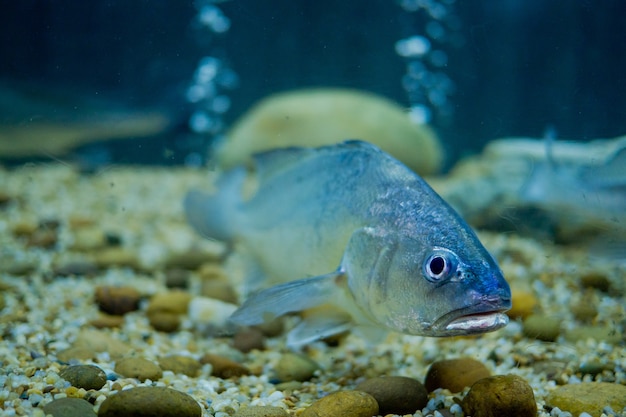 pez en el acuario