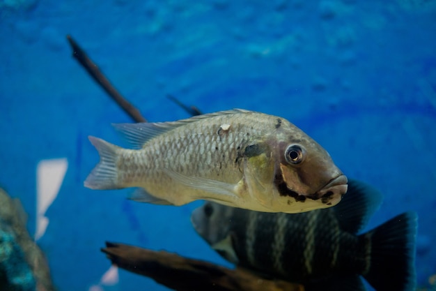 pez en el acuario