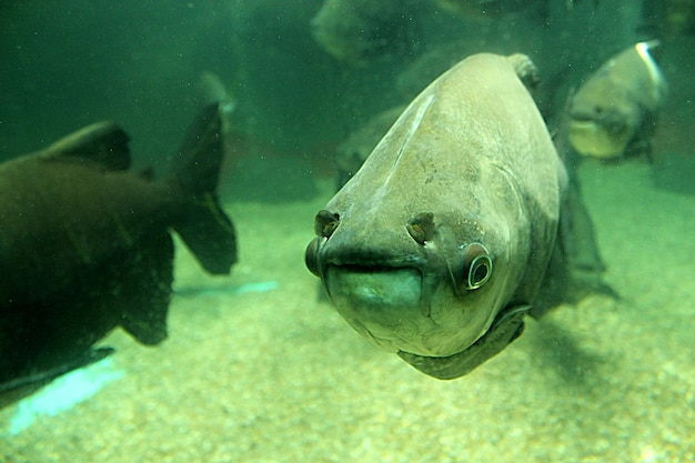 pez en el acuario