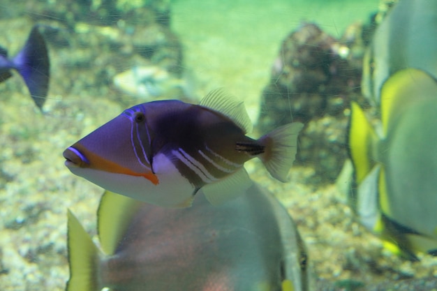 un pez en el acuario