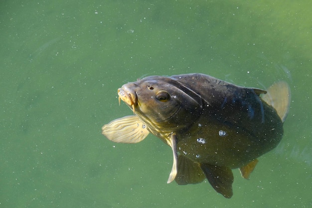 Un pez en el agua con la palabra mosca en el fondo.