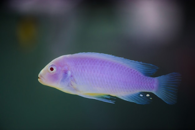 El pez Albino Zebras flota en el acuario. Metriaclima pyrsonotos, cíclidos, mbuna en pecera.