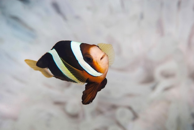 Pez anémona Clark Amphiprion clarkii en una anémona blanca