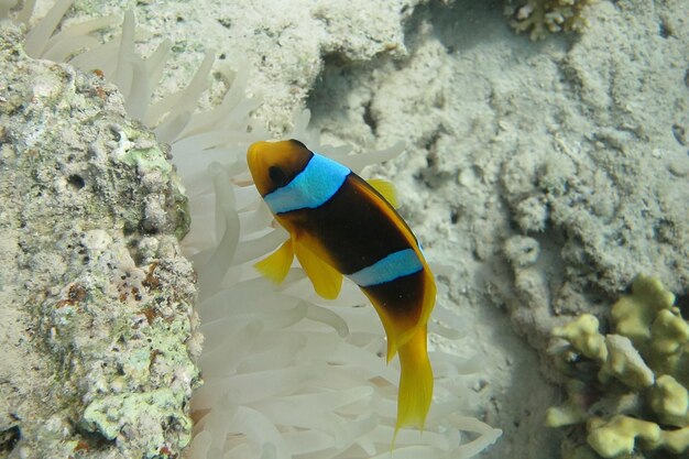 Pez anémona de mar rojo único