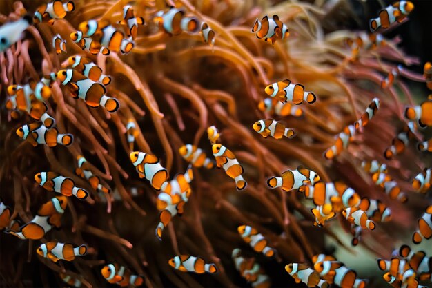 El pez anémona payaso Amphiprion ocellaris