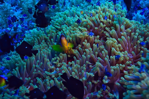 pez anémona, payaso submarino pez naranja mar fondo acuario