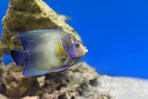 El pez ángel del Corán en primer plano del acuario