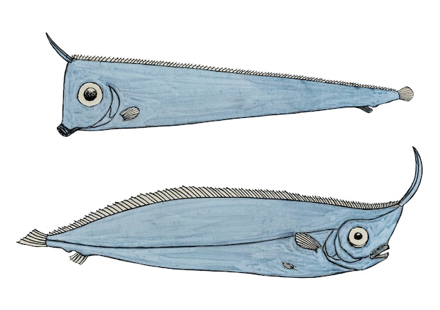 Pez antiguo con cresta de bandfish png dibujo de ilustración clipart