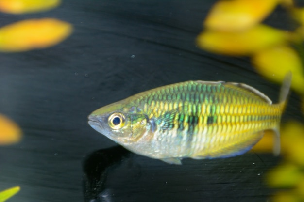 Foto pez arcoíris de boesemani. hembra de pez arco iris del género melanotaenia en acuario. uno de los peces de acuario de agua dulce más bellos del mundo.