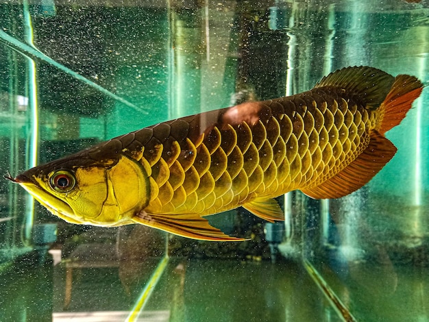 Foto pez arowana de asia