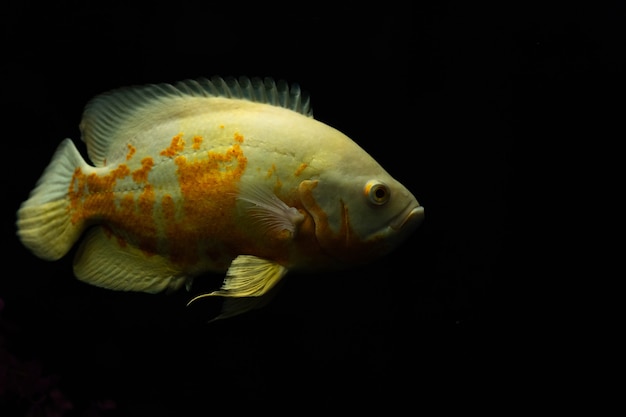 Pez Astronotus ocellatus también conocido como pez Oscar aislado en negro