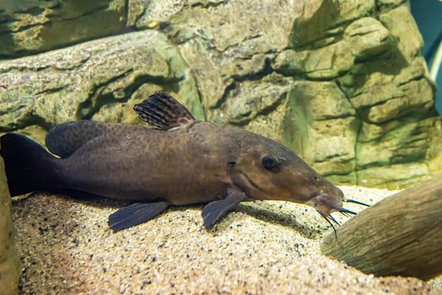 Pez bagre triste en el acuario. Animales en cautiverio. El primer plano.