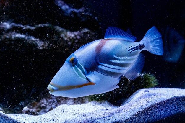 Pez ballesta pintada Rhinecanthus aculeatus