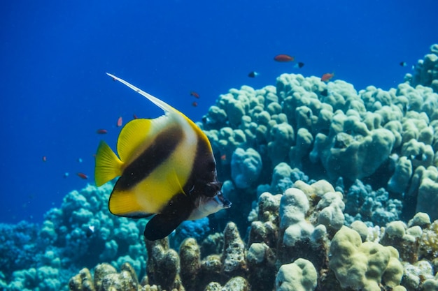 Foto pez bandera roja nadando sobre el arrecife de coral con agua azul