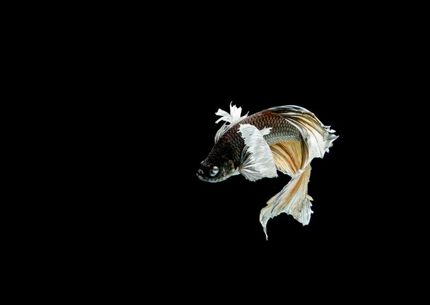 Foto pez betta aislado en la oscuridad