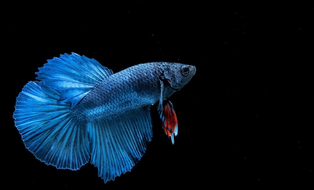 Pez Betta azul con fondo negro sólido