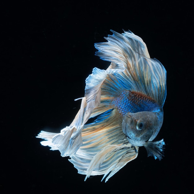 Pez Betta azul con fondo negro sólido