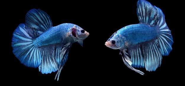 Pez betta gigante monstruo azul