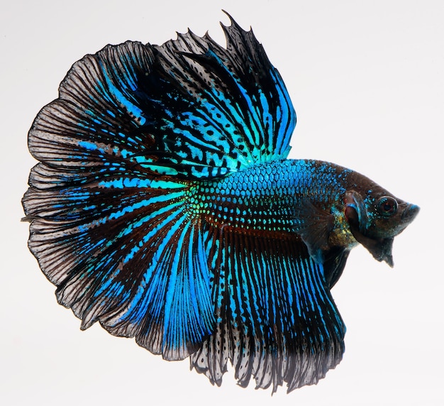 pez betta halfmoon, pez luchador siamés, captura movimiento de peces, betta splendens