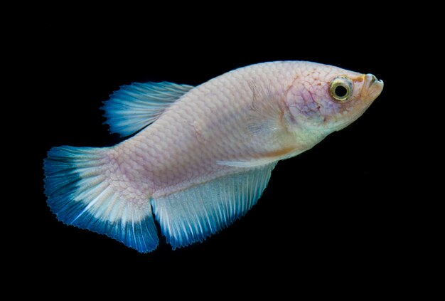 Pez Betta. Hermoso pez luchador siamés, borde azul aislado en negro.