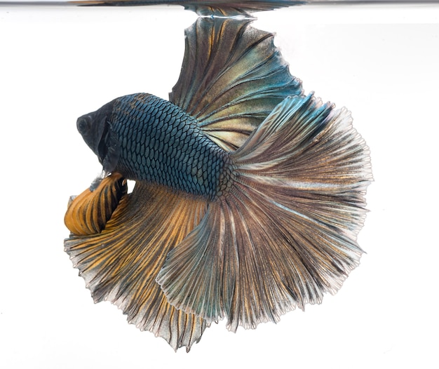 pez betta media luna, pez luchador siamés, betta splendens