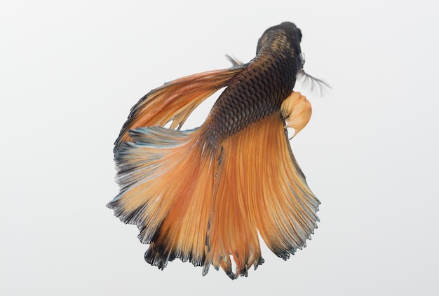 Pez betta media luna, pez luchador siamés, betta splendens