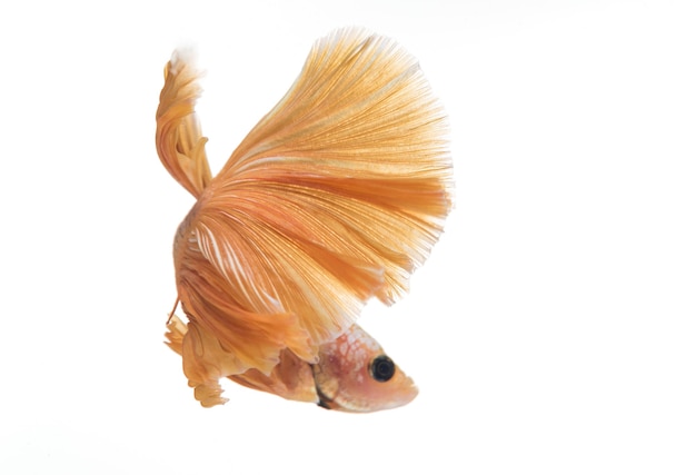 Pez betta media luna, pez luchador siamés, betta splendens