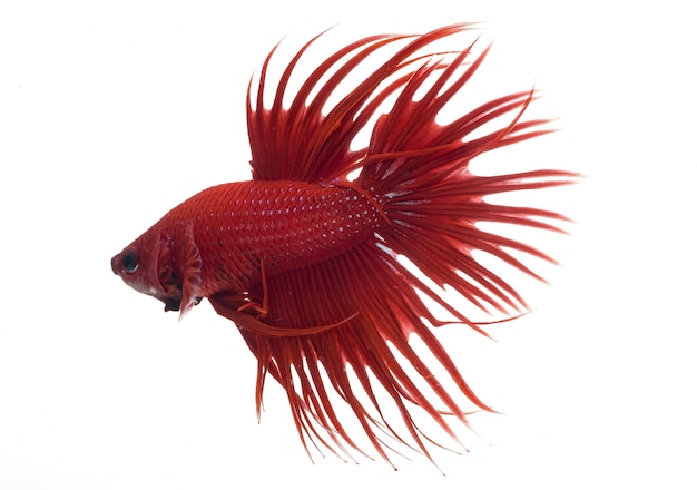 Pez betta media luna, pez luchador siamés, betta splendens