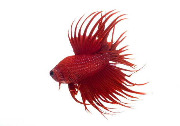 Pez betta media luna, pez luchador siamés, betta splendens