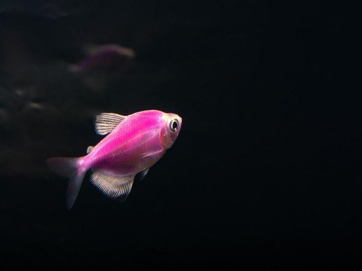 El pez betta muestra impresionantes colores y gracia en el medio acuático