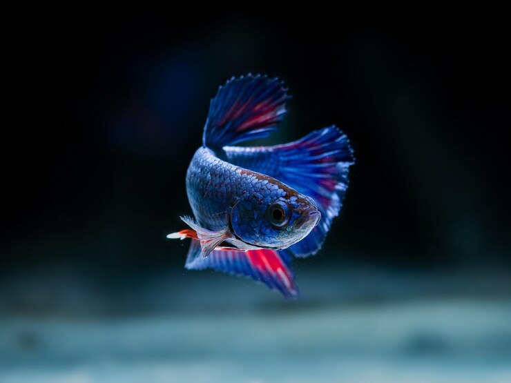 El pez betta muestra impresionantes colores y gracia en el medio acuático