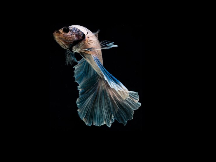 El pez betta muestra impresionantes colores y gracia en el medio acuático
