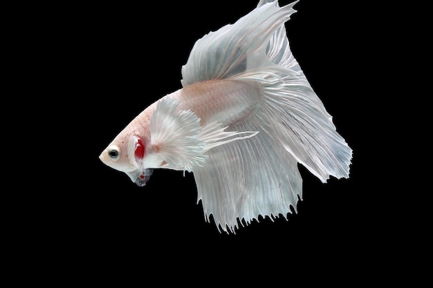 Pez betta oreja dumbo platino blanco