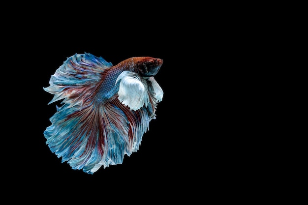 Pez Betta, pez luchador siamés, Betta splendens aislado