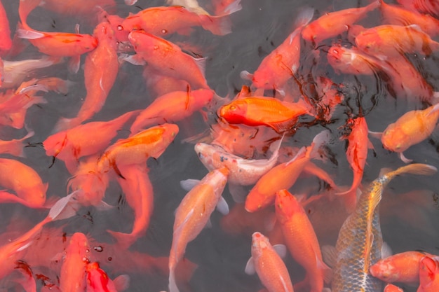 Pez carpa roja