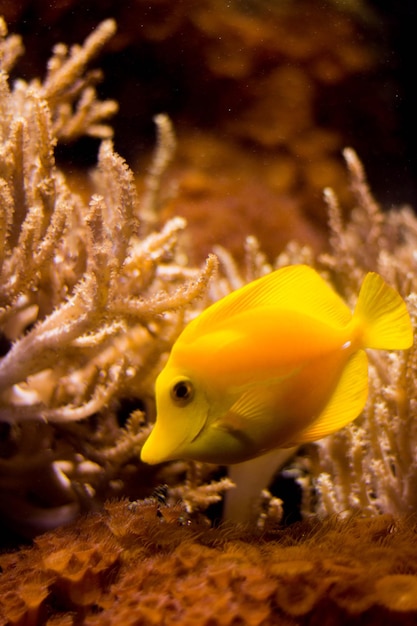 Foto el pez cirujano amarillo