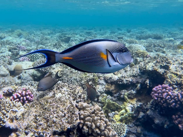 Foto pez cirujano arrecife de coral del mar rojo egipto