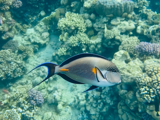 Foto pez cirujano arrecife de coral del mar rojo egipto