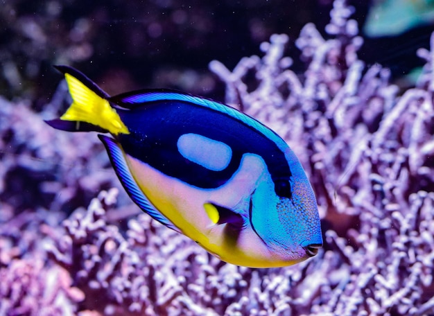 pez cirujano azul en el fondo marino de un acuario