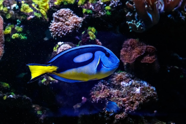 Pez Cirujano Azul Real Paracanthurus hepatus