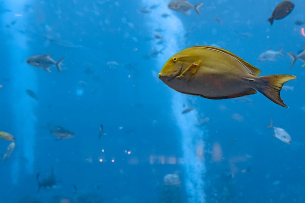 El pez cirujano rayado (Acanthurus xanthopterus) o el pez cirujano de aleta amarilla (Acanthurus dussumieri) en el acuario Atlantis, ciudad de Sanya, isla de Hainan, China.