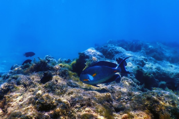 El pez cirujano de Sohal, sohal tang (Acanthurus sohal) Vida marina