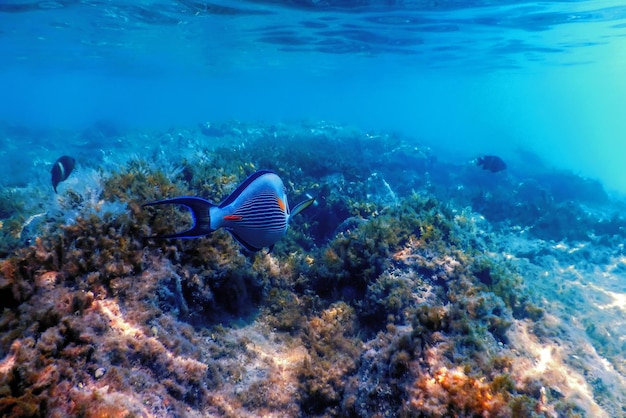 El pez cirujano de Sohal, sohal tang (Acanthurus sohal) Vida marina