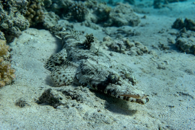 Pez cocodrilo se encuentra en un arrecife de coral