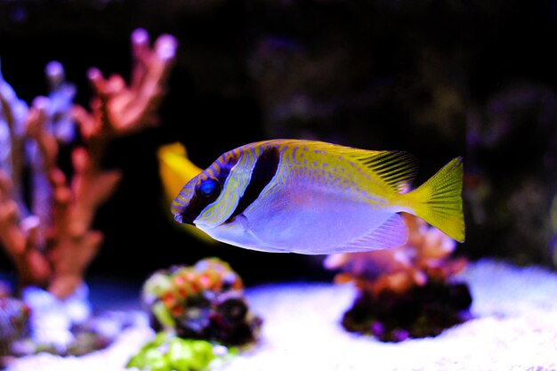 Foto pez conejo de dos barras (siganus virgatus)