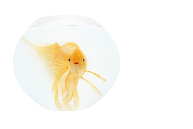 Un pez dorado en el acuario aislado sobre fondo blanco.